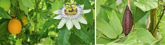 Die Frchte von <em>P. caerulea </em>sind essbar, aber wenig aromatisch (l.). <em>P. capsularis </em>bringt statt fleischiger Frchte feste Kapseln hervor (r.).