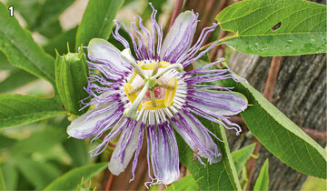 1 <em>P. incarnata </em>wirkt entspannend und beruhigend. Am besten wirken Bltter, Blten und Stngelteile gemischt