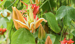 Ungewöhnlich in Form, Farbe und Blühdauer: die Blüten der <em>Passiflora aurantia </em>