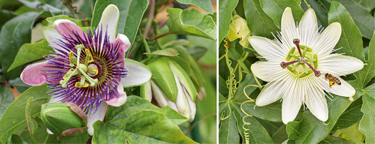 Die Sorte ‘Constance Eliott’ (l.) der <em>Passiflora caerulea </em>ist genauso robust wie die Art. ‘Kaiserin Eugenie’ (r.) duftet intensiv blumig
