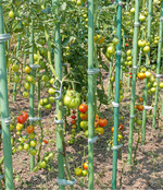 Befinden sich nur noch wenige Blätter an den Tomatenpflanzen, so sollten sie auf das Köpfen der Pflanzen lieber verzichten.