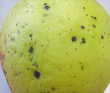 Lagerschorf an Apfel