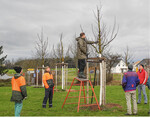 Fachwarte der Baumwartvereinigung Schwäbisch Gmünd beim Schnitt eines im Jahr zuvor umgestellten Alleebaumes