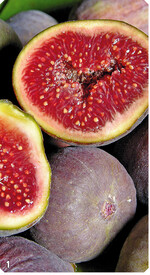 1 Feigen lassen sich zu Desserts mit Milchprodukten, zu Essig, Marmelade und Kuchen verarbeiten