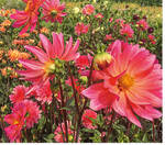 Mit dem Überwintern kann man warten, bis das Laub der Dahlien welkt. Leichte Frostnächte schaden den Pflanzen nicht, längerer Frost dagegen schon. Beim Ausgraben sollte die Erde trocken sein, dann löst sie sich leichter von den Knollen.