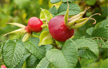 Gut nutzbar sind die groen Hagebutten der Kartoffelrose