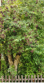 Die Pflanzung von Holunder am Haus oder Stall hat lange Tradition