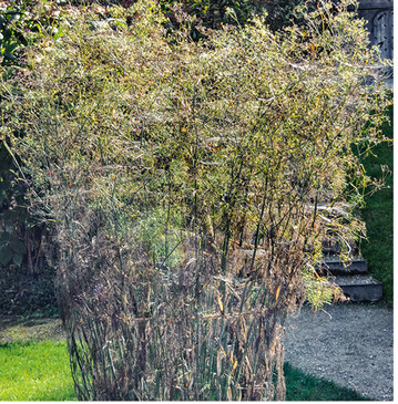 Altweibersommer-Spinnweben zieren die Staude im Herbst