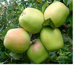 Diese Winterglockenäpfel sind knapp reif und können gut eingelagert werden. Um den optimalen Reifezeitpunkt zu treffen, kann man im Abstand von mehreren Tagen zwei- oder dreimal ernten. Dabei werden zuerst die gut besonnten, äußeren Früchte gepflückt. Wer kein Kühllager hat, braucht auf die Lagerung etwa bis Weihnachten nicht zu verzichten. Im Schuppen, einer Garage oder auf dem Balkon können die Äpfel in Kisten, geschützt durch eine Decke oder Isolierfolie, gut lagern.