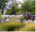 Nicht nur unter den Gräsern, auch unter den Gehölzen finden sich viele Arten und Sorten mit prächtiger Herbstfärbung. So liegt es nahe, durch geschickte Kombination beider Gruppen die Wirkung noch zu steigern. Die Samenstände der Gräser bleiben bis weit in den Winter hinein attraktiv, daher sollte man die Pflanzen erst im Frühjahr zurückschneiden.