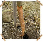 Wühlmausschaden an einem ausgegrabenen Apfelbaum