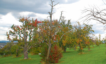 Im Idealfall steht in einer Obstwiese neben vitalen Jung- und Ertragsbumen auch der eine oder andere absterbende „Veteran" als Habitatbaum