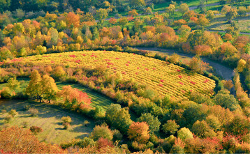 Im Herbst kann man die Vielfalt der Obstarten in Streuobstwiesen an der unterschiedlichen Laubfrbung gut erkennen