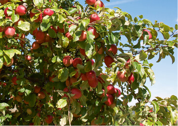 Die Ernte von Obst fr Most, Kche und Brennerei erfolgt bei Vollreife der Frchte. Erst dann haben sie ausreichend Zucker und die typischen Aromen ausgebildet. Die Reife ist erreicht, wenn die Grundfarbe nach Gelb umschlgt und sich die Frchte leicht vom Baum lsen. Im ersten Schritt wird das verwertbare Fallobst eingesammelt und das faule entfernt. Im zweiten Schritt kann geschttelt werden.