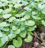 Löffelkraut ist sehr vitaminreich und kann als Salatkraut über Winter im Gewächshaus angebaut werden. Tipp: Wer im Oktober noch Wintersteckzwiebeln ins Freie steckt, sollte einige Zwiebeln auch im Gewächshaus platzieren. Das frische Zwiebelgrün passt hervorragend zu den Salaten.