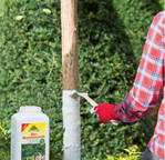 Die weiße Farbe wirft das grelle Sonnenlicht zurück und verhindert, dass sich der Stamm zu stark erwärmt. So werden extreme Temperaturunterschiede am Stamm des Baumes vermindert.