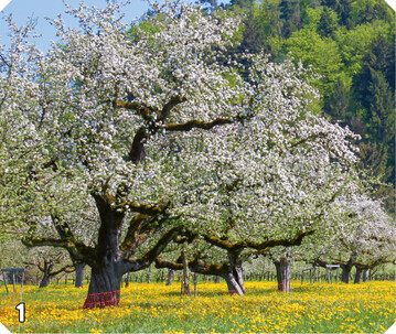 1 Die Obstblte im Deggenhausertal begeistert Wanderer und Touristen