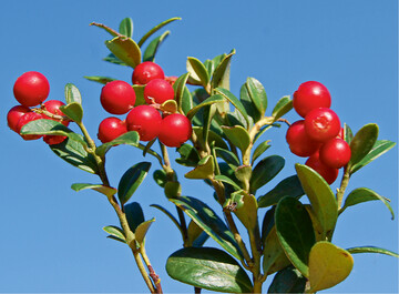  Wildpreiselbeeren 