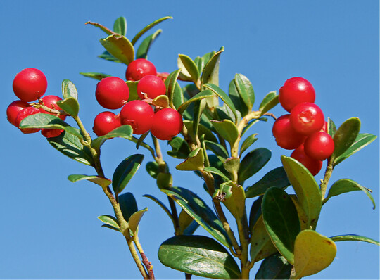  Wildpreiselbeeren 