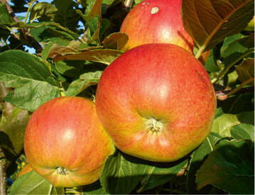  Fr die Sortenbestimmung eignen sich reife Frchte aus besonnter Lage im Baum. Dabei nimmt man 3 - 5 Frchte, da viele Eigenschaften zwischen den Frchten eines Baumes erheblich variieren. Obstsortenausstellungen der Obst- und Gartenbauvereine helfen auch bei der Sortenbestimmung. 