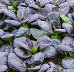 Asiasalate wie der rote Pak Choi sind sehr kältetolerant und können als Blatt- oder Einzelpflanze geerntet werden. In den Wintermonaten muss im Gewächshaus auf regelmäßiges Lüften geachtet werden, da die Luftfeuchtigkeit auf ein hohes Niveau ansteigt. Das Gießen sollte sich auf Vormittage und sonnige Tage beschränken, damit die Kulturen abtrocknen können.