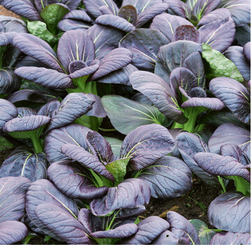  Asiasalate wie der rote Pak Choi sind sehr kltetolerant und knnen als Blatt- oder Einzelpflanze geerntet werden. In den Wintermonaten muss im Gewchshaus auf regelmiges Lften geachtet werden, da die Luftfeuchtigkeit auf ein hohes Niveau ansteigt. Das Gieen sollte sich auf Vormittage und sonnige Tage beschrnken, damit die Kulturen abtrocknen knnen. 