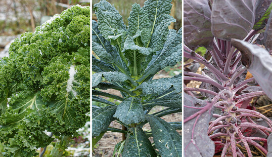 Grnkohl (l.) gewinnt durch Frost an Aroma, Palmkohl (m.) ist uerst dekorativ, Rosenkohl Rubine (r.) hat violette Rschen