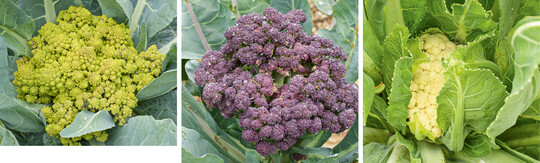 Blumenkohl Romanesco mit Spiralmuster (l.) und Erfurter Zwerg (r.); violette Blume von Brokkoli Rosalind (m.)
