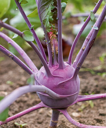 Kohlrabi stammt von der gleichen Wildart ab wie Blumenkohl und Grnkohl