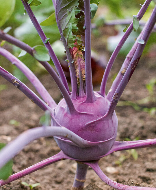 Kohlrabi stammt von der gleichen Wildart ab wie Blumenkohl und Grnkohl