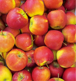 Egal ob für den Verkauf oder zum Eigenverbrauch: Tafeläpfel sind zum Direktverzehr bestimmt – meist nach einer gewissen Lagerzeit. Die Früchte müssen frei von Druck- und Faulstellen, Verschmutzungen und Beschädigungen sein. Fallobst ist darum ungeeignet.