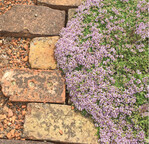 Die duftenden Thymianpolster können sich am passenden Standort zu großen Flächen ausbreiten. Die wärmespeichernde Kiesschicht sorgt bei winterlicher Nässe dafür, dass das immergrüne Laub schnell abtrocknet und so vor Fäulnis geschützt ist.