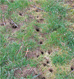 Feldmausbefall in einer Kernobstanlage