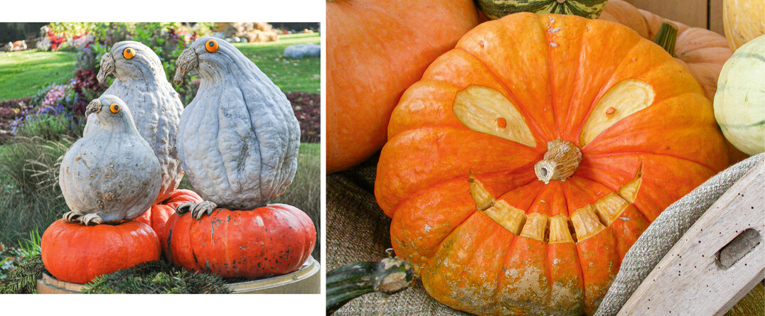Krbisfratzen sind eine typische Halloweendeko. Hbsch sehen auch Krbistiere aus