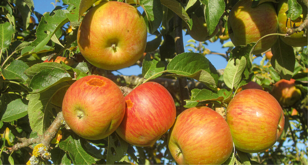 Sonnenbrandschäden nehmen zu, wie hier an Rosana in Kürnach 2019
