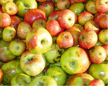 Die Ernte von Obst fr Most, Kche und Brennerei erfolgt bei Vollreife der Frchte. Erst dann haben sie ausreichend Zucker und die typischen Aromen ausgebildet. Die Reife ist erreicht, wenn die Rundfarbe nach gelb umschlgt und sich die Frchte leicht vom Baum lsen.