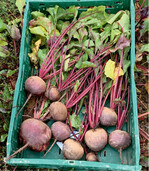 Rote Bete können bis ca. vier Wochen im Kühlschrank aufbewahrt werden. Hierzu werden sie am besten in Zeitungspapier eingeschlagen. Eine weitere Variante ist das Einfrieren: Nach dem Dünsten und Schälen werden sie abgepackt und sind in der Gefriertruhe bis zu einem Jahr haltbar.