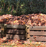 Mit Falllaub können Sie empfindliche und frisch gepflanzte Gehölze anhäufeln, um auf diese Weise den Wurzelbereich wirkungsvoll vor Frost zu schützen. Es eignet sich auch sehr gut als Winterschutz für veredelte Rosen.