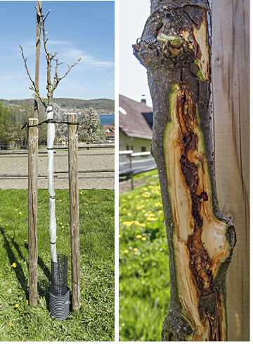 Links: Eingenetzter Birnenhochstamm. Rechts: Schadbild am Stamm freigelegt.