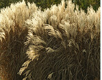 Die Stängel mit den Samenständen der prächtigen Herbstgräser sind oft bis zum Ende des Winters attraktiv und sollten möglichst nicht vorher abgeschnitten werden, denn sie schützen zugleich den Wurzelhals der Pflanzen vor starkem Frost.
