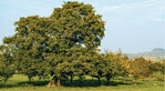 Ein Walnussbaum als landschaftsprägendes Element