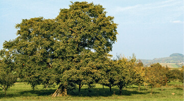 Ein Walnussbaum als landschaftsprgendes Element