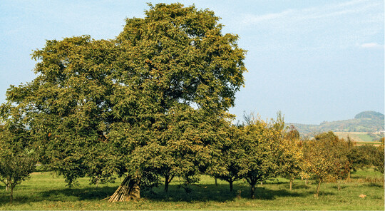Ein Walnussbaum als landschaftsprgendes Element