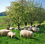 Bei Obstwiesen bietet sich eine Unternutzung mit Schafen an