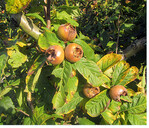 Die deutsche Mispel ist nicht mit der Japanischen Wollmispel <em>(Eriobotrya japonica verwandt) </em>, deren Früchte auch roh gegessen werden können. Mispelmarmelade: Nach Frost geerntete, eingefrorene oder einige Zeit gelagerte Früchte schälen, halbieren oder ausquetschen. Kelchblätter, Schale und Kerne grob entfernen, in 0,5 l Birnen- oder Apfelsaft leicht aufkochen und passieren. 1 kg Fruchtmus mit dem Saft einer Zitrone und Gelierzucker 1:1 oder 1:2 aufkochen und heiß in Gläser abfüllen.