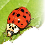 1 Der Asiatische Marienkäfer hat sich inzwischen in unseren Breiten etabliert