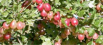 Stachelbeeren sollten jhrlich ausgelichtet werden