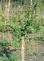 Stachelbeerstämmchen mit lichter Krone und üppigem Behang