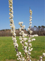 ‘Myra’ trägt im Frühjahr eine weiße Blütenpracht