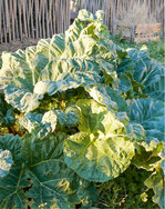 Wer auch im nächsten Jahr das ausdauernde Stielgemüse mit den markanten, rötlich gefärbten Blattrosetten aus dem eigenen Garten ernten möchte, der sollte mindestens die Hälfte der Mutterpflanze gut eingewurzelt stehen lassen.